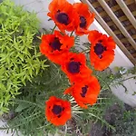 Bed and breakfast Le Mascaret Deauville