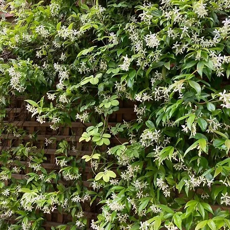 Le Mascaret 4* Deauville