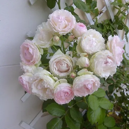 Le Mascaret Alojamento de Acomodação e Pequeno-almoço 4*