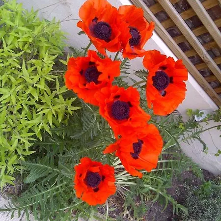 Alojamento de Acomodação e Pequeno-almoço Le Mascaret Deauville