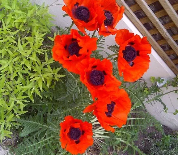 לינה וארוחת בוקר Le Mascaret דוביל